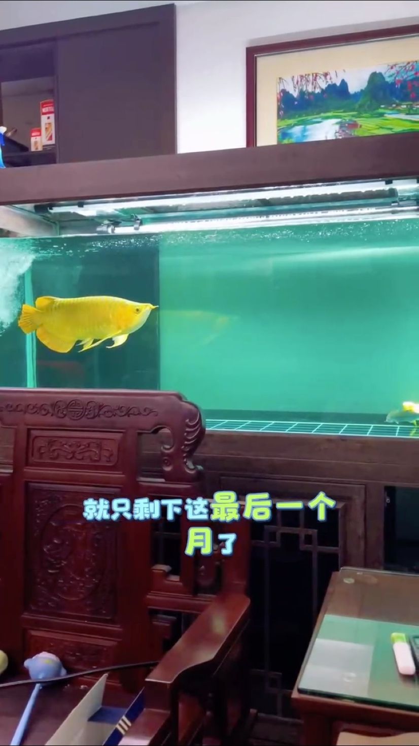 狀態(tài)走起 狀態(tài)走起 龍魚論壇