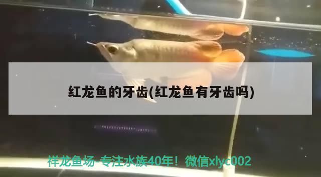紅龍魚公母怎么分圖片視頻(紅龍魚公母怎么分圖片視頻講解)