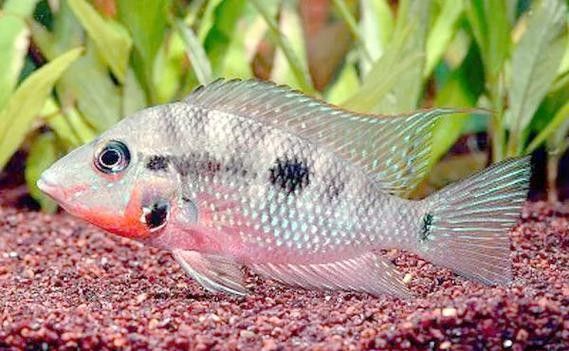 蘋果火口魚