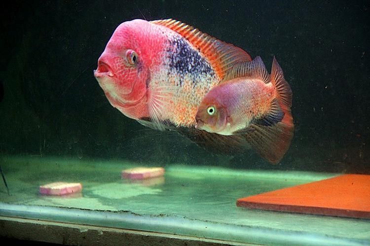 蘋果火口魚