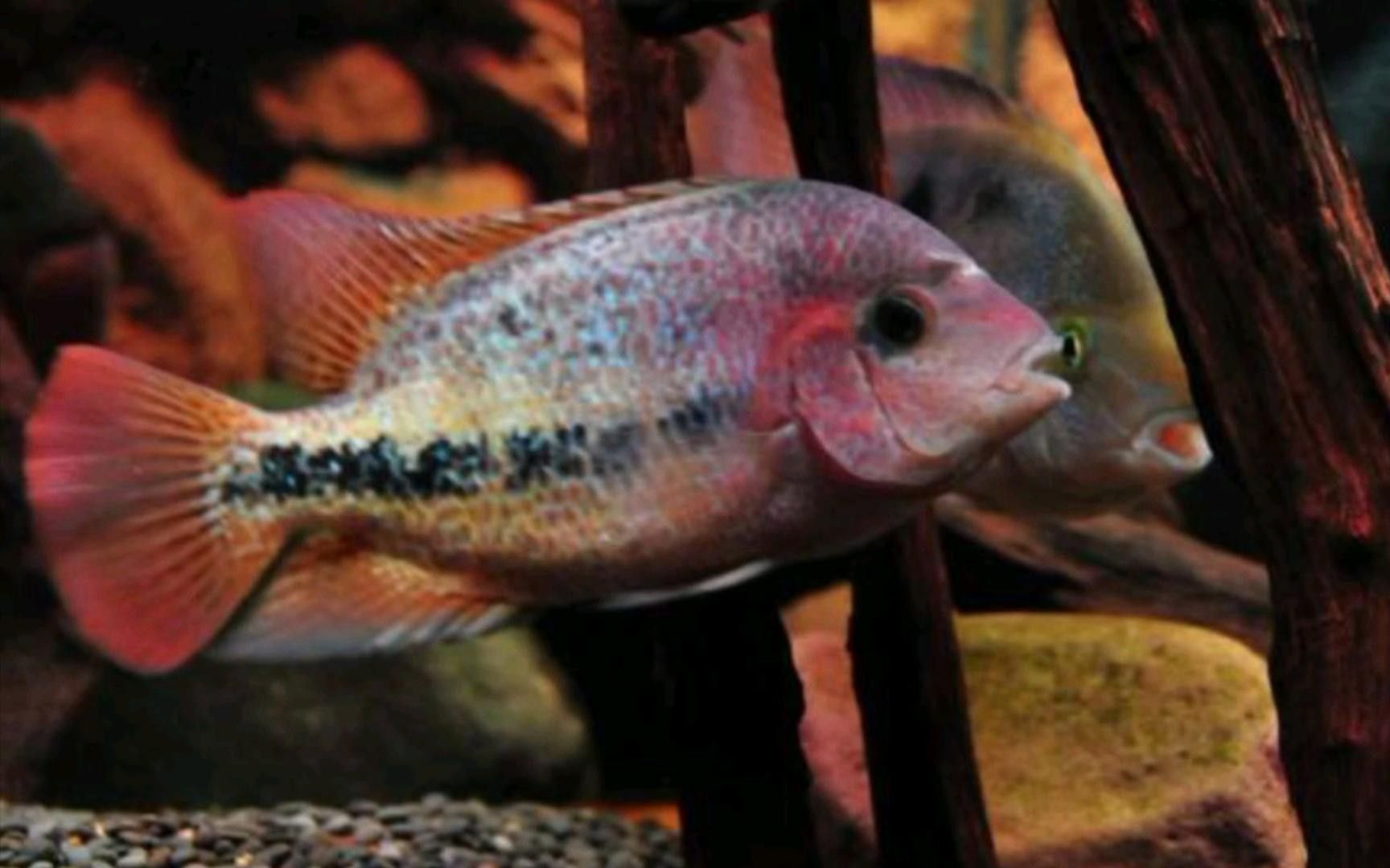 蘋果火口魚