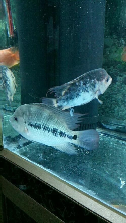 蘋果火口魚