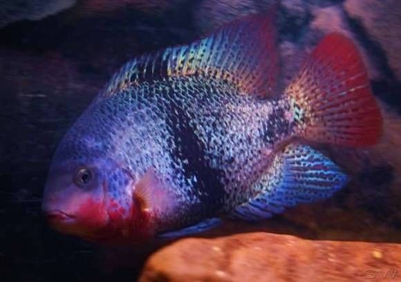 蘋果火口魚