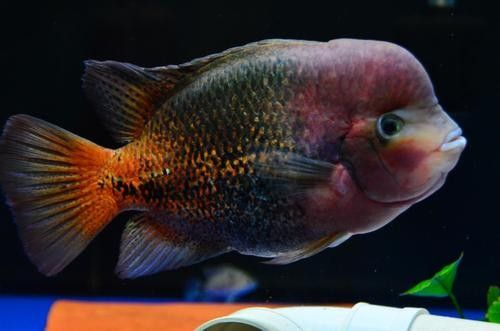 蘋果火口魚