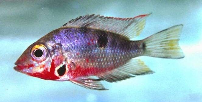 蘋果火口魚