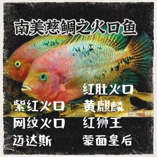 蘋果火口魚