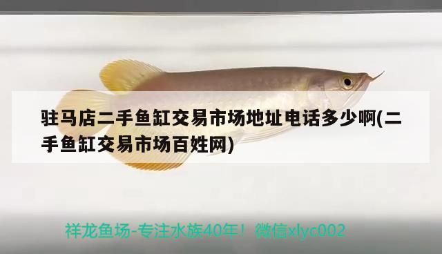 我的虎魚真菌感染了要怎么處理 駐馬店二手魚缸交易市場(chǎng)地址電話多少啊(二手魚缸交易市場(chǎng)百姓網(wǎng)) 觀賞魚百科 駐馬店二手魚缸交易市場(chǎng)地址電話多少啊(二手魚缸交易市場(chǎng)百姓網(wǎng)) 駐馬店二手魚缸交易市場(chǎng)地址電話多少啊(二手魚缸交易市場(chǎng)百姓網(wǎng)) 觀賞魚百科