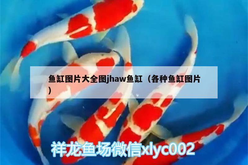 50厘米的紅龍魚多久能長到？（50厘米的紅龍魚多久能長到）
