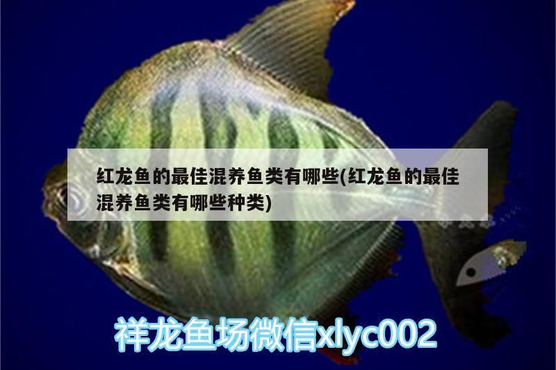 紅龍魚(yú)的最佳混養(yǎng)魚(yú)類有哪些(紅龍魚(yú)的最佳混養(yǎng)魚(yú)類有哪些種類) 紅龍魚(yú)的最佳混養(yǎng)魚(yú)類有哪些(紅龍魚(yú)的最佳混養(yǎng)魚(yú)類有哪些種類) 觀賞魚(yú)百科