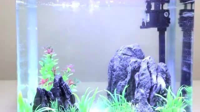 金龍魚用什么背景好【紫底金龍保留底色用什么燈】 金龍魚用什么背景好【紫底金龍保留底色用什么燈】 觀賞魚百科