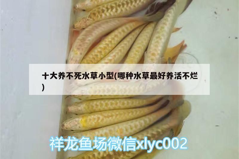 十大養不死水草小型(哪種水草最好養活不爛) 十大養不死水草小型(哪種水草最好養活不爛) 觀賞魚百科