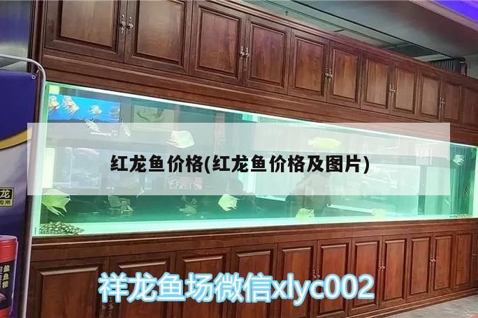 紅龍魚價格(紅龍魚價格及圖片)