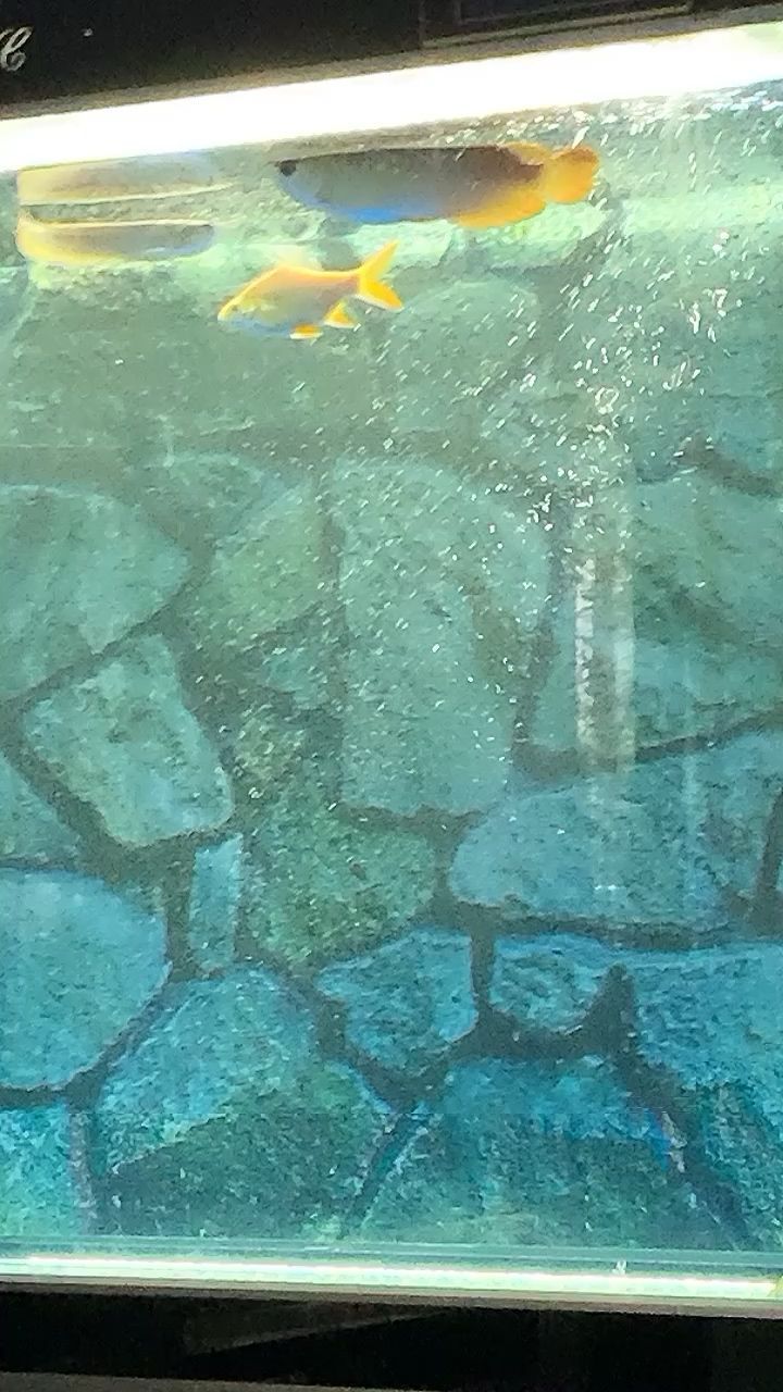 雷龍魚(yú)苗多久長(zhǎng)大(雷龍魚(yú)苗多久長(zhǎng)成成魚(yú))