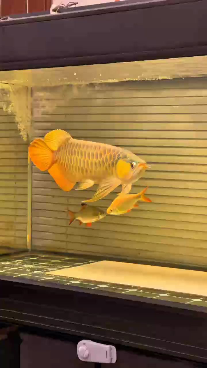 玩龍魚的兄弟還在不在？ 玩龍魚的兄弟還在不在？ 龍魚論壇