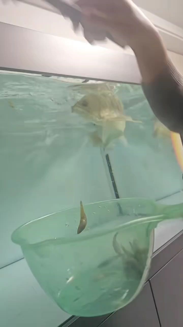 不用加熱棒，狀態依然棒 不用加熱棒，狀態依然棒 龍魚論壇