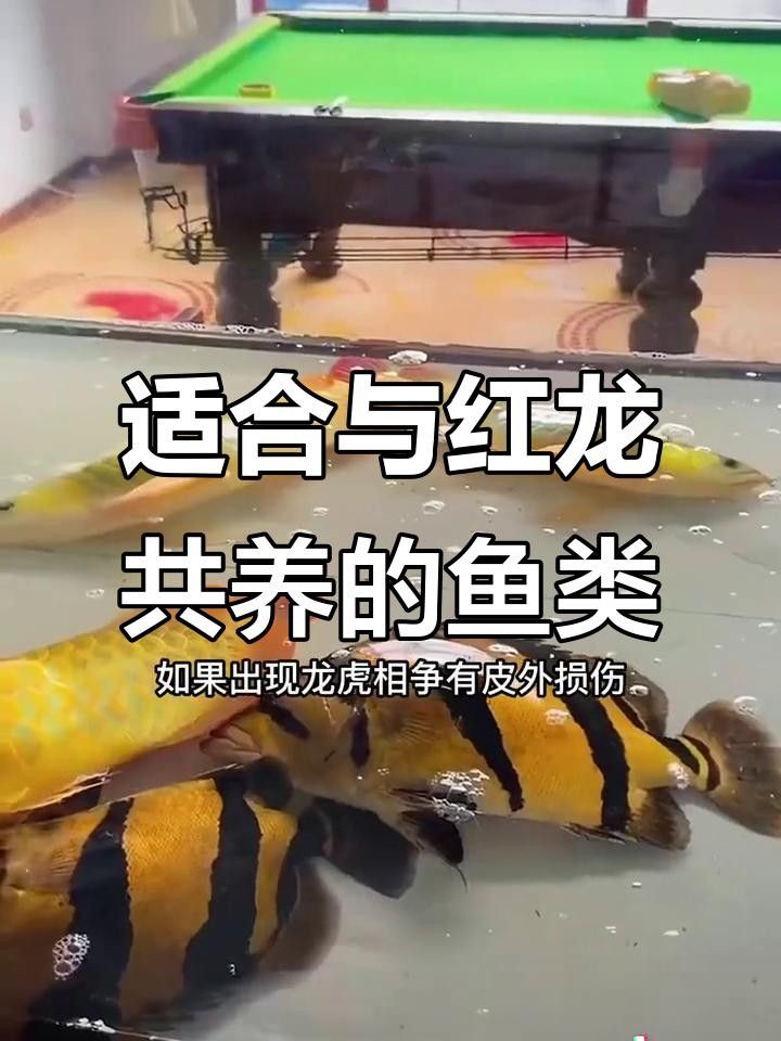 養紅龍和什么魚混養