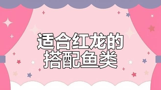 養紅龍和什么魚混養