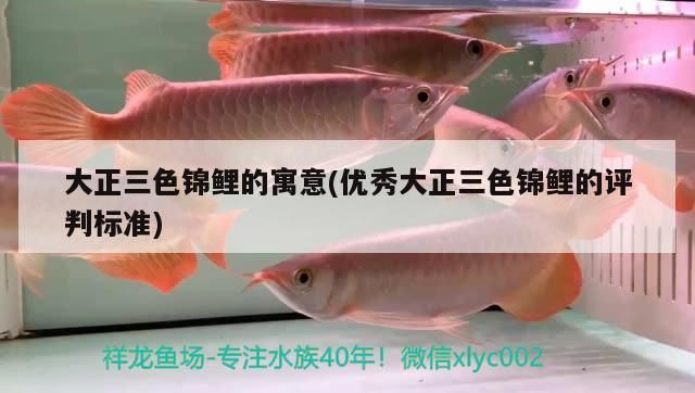 新到家的小虎魚 大正三色錦鯉的寓意(優秀大正三色錦鯉的評判標準) 觀賞魚百科 大正三色錦鯉的寓意(優秀大正三色錦鯉的評判標準) 大正三色錦鯉的寓意(優秀大正三色錦鯉的評判標準) 觀賞魚百科