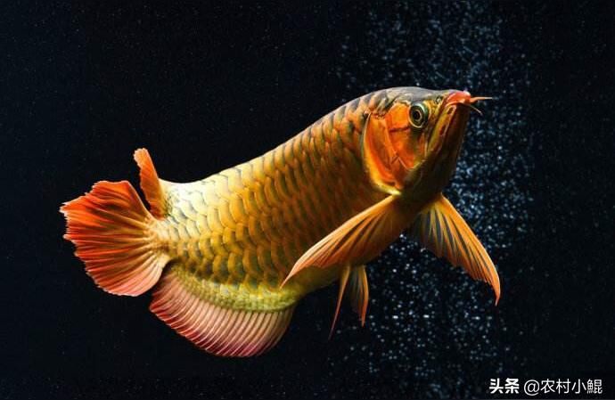 呼倫貝爾龍魚批發:個人養殖什么觀賞魚能賺錢
