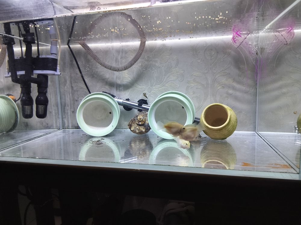 看看啥時候配對成功 看看啥時候配對成功 龍魚論壇 第1張