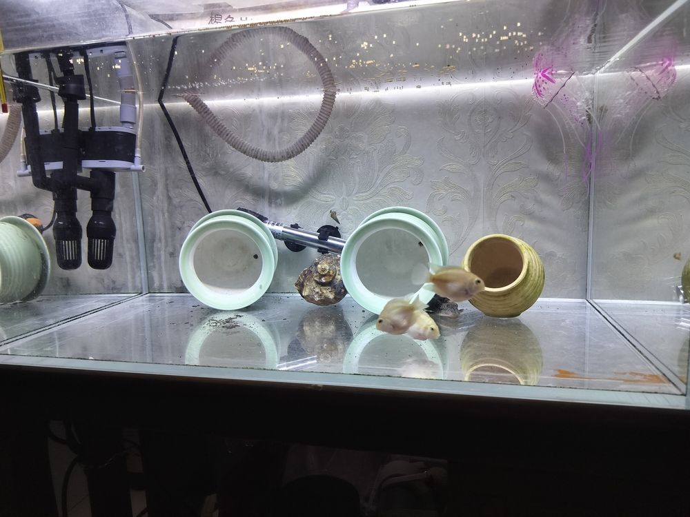 看看啥時候配對成功 看看啥時候配對成功 龍魚論壇 第2張