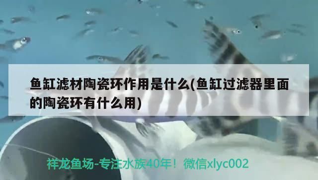 魚缸濾材陶瓷環作用是什么(魚缸過濾器里面的陶瓷環有什么用)