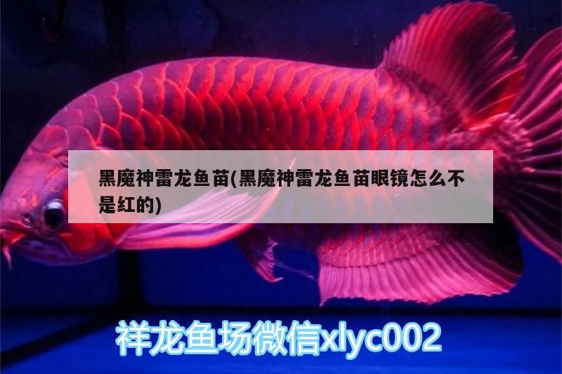 黑魔神雷龍魚苗(黑魔神雷龍魚苗眼鏡怎么不是紅的)