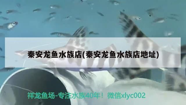 桂林龍魚水族店：廣西桂林龍魚水族店 桂林龍魚水族店：廣西桂林龍魚水族店 觀賞魚百科 第1張