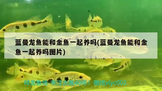 飼料 藍曼龍魚能和金魚一起養嗎(藍曼龍魚能和金魚一起養嗎圖片) 觀賞魚百科 藍曼龍魚能和金魚一起養嗎(藍曼龍魚能和金魚一起養嗎圖片) 藍曼龍魚能和金魚一起養嗎(藍曼龍魚能和金魚一起養嗎圖片) 觀賞魚百科