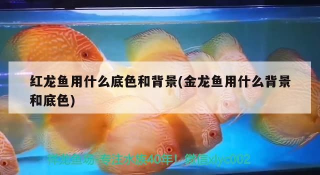 紅龍魚用什么底色和背景(金龍魚用什么背景和底色) 紅龍魚用什么底色和背景(金龍魚用什么背景和底色) 觀賞魚百科