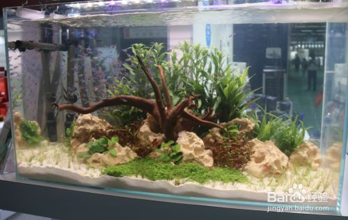 龍魚干蝦有營(yíng)養(yǎng)嗎 哪種龍魚的價(jià)格最高(哪種龍魚的價(jià)格最高呢) 觀賞魚百科 哪種龍魚的價(jià)格最高(哪種龍魚的價(jià)格最高呢) 哪種龍魚的價(jià)格最高(哪種龍魚的價(jià)格最高呢) 觀賞魚百科