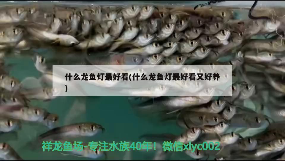 什么龍魚燈最好看(什么龍魚燈最好看又好養)