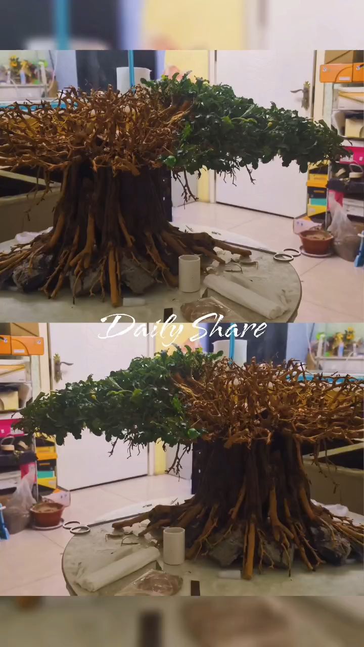 榕樹開始粘辣椒榕