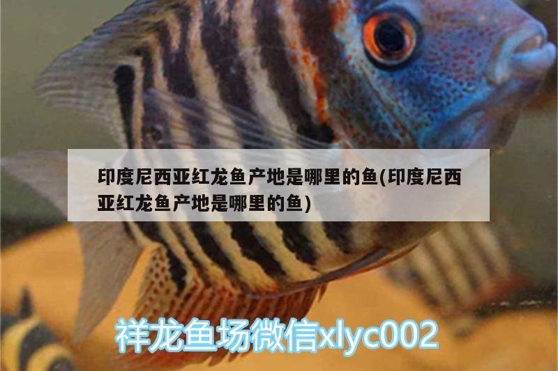 印度尼西亞紅龍魚產地是哪里的魚(印度尼西亞紅龍魚產地是哪里的魚) 印度尼西亞紅龍魚產地是哪里的魚(印度尼西亞紅龍魚產地是哪里的魚) 觀賞魚百科