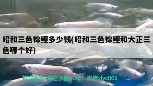 昭和三色錦鯉多少錢(昭和三色錦鯉和大正三色哪個(gè)好)