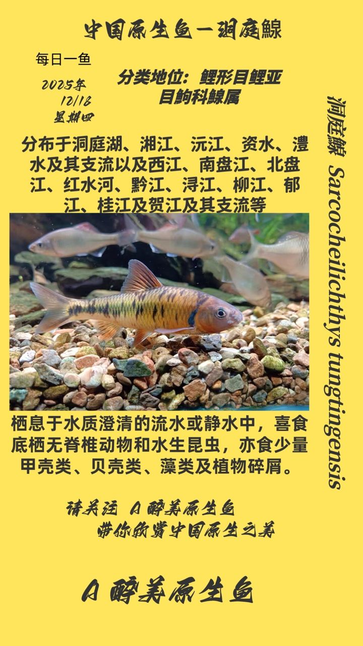 洞庭鰁 洞庭鰁 龍魚論壇