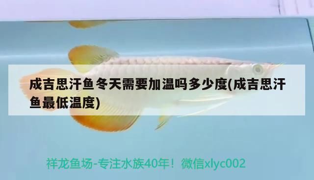 龍魚 成吉思汗魚冬天需要加溫嗎多少度(成吉思汗魚最低溫度) 觀賞魚百科 成吉思汗魚冬天需要加溫嗎多少度(成吉思汗魚最低溫度) 成吉思汗魚冬天需要加溫嗎多少度(成吉思汗魚最低溫度) 觀賞魚百科