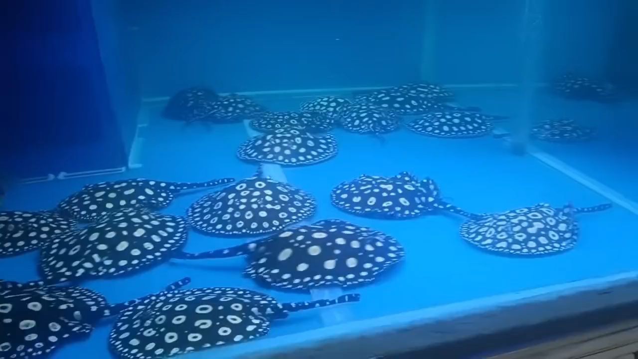 準備喂食