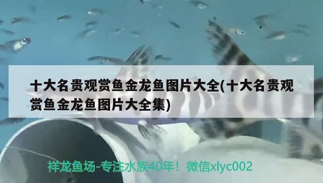 十大名貴觀賞魚金龍魚圖片大全(十大名貴觀賞魚金龍魚圖片大全集) 十大名貴觀賞魚金龍魚圖片大全(十大名貴觀賞魚金龍魚圖片大全集) 觀賞魚百科