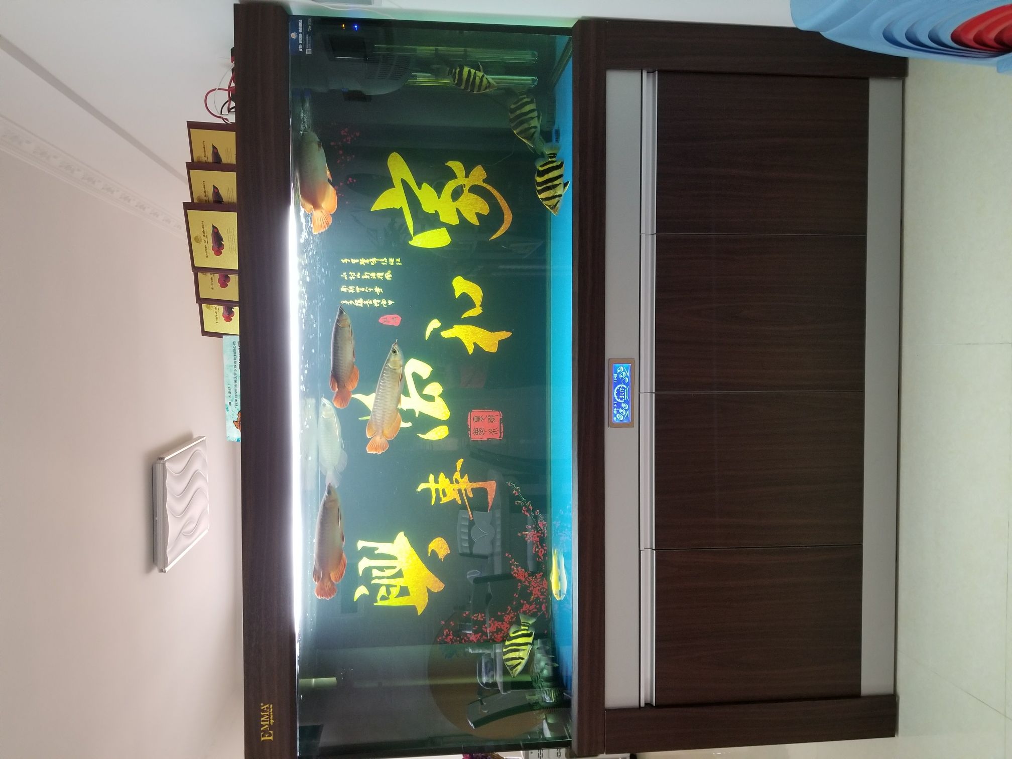 回想一下2017花了多少？ 回想一下2017花了多少？ 觀賞魚百科 第1張