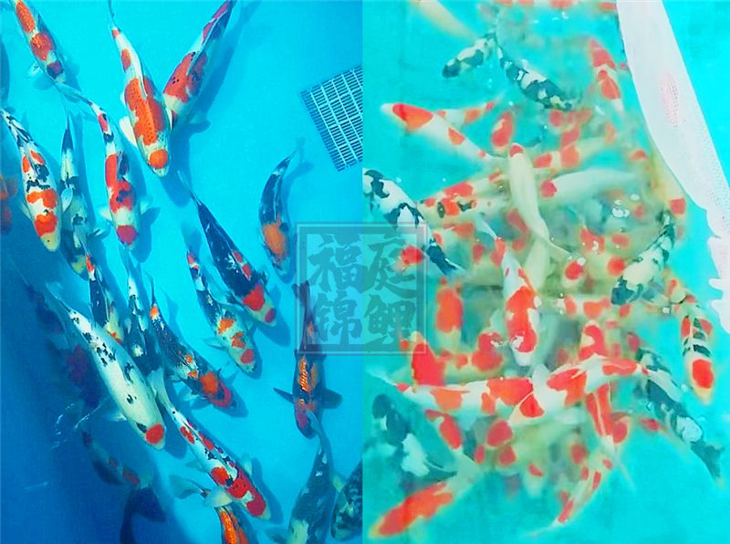回想一下2017花了多少？ 回想一下2017花了多少？ 觀賞魚百科 第2張