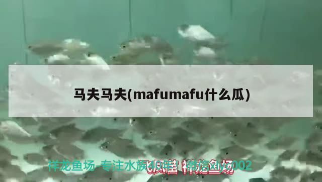 馬夫馬夫(mafumafu什么瓜)
