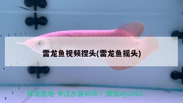 飼料 雷龍魚視頻捏頭(雷龍魚搖頭) 觀賞魚百科 雷龍魚視頻捏頭(雷龍魚搖頭) 雷龍魚視頻捏頭(雷龍魚搖頭) 觀賞魚百科