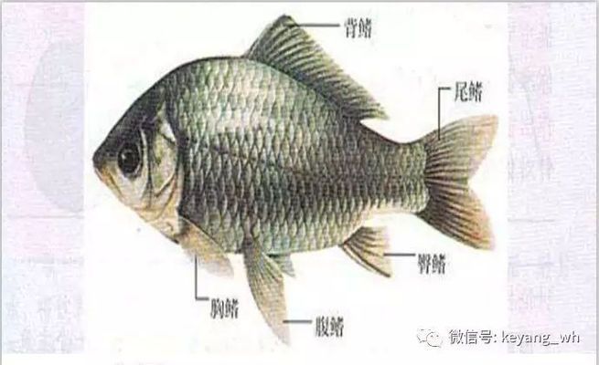 飛鳳魚性別鑒別誤區，如何通過行為區分飛鳳魚性別
