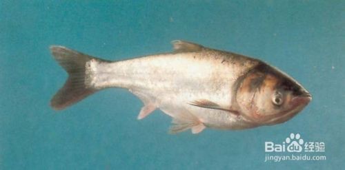 飛鳳魚性別鑒別誤區，如何通過行為區分飛鳳魚性別