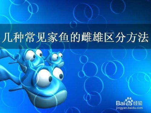 飛鳳魚性別鑒別誤區，如何通過行為區分飛鳳魚性別
