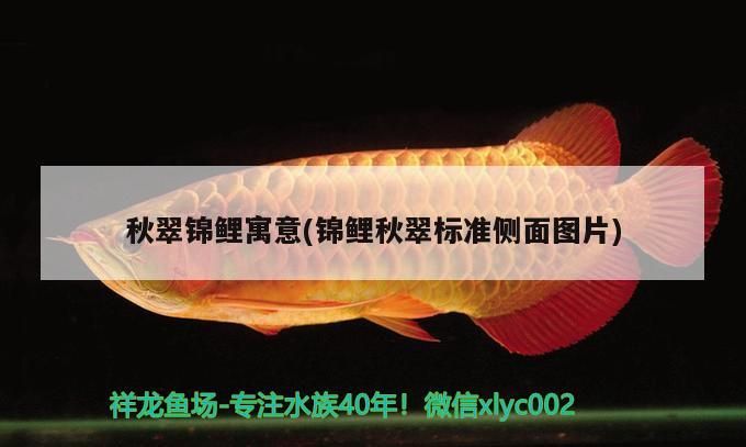 龍魚干蝦有營養(yǎng)嗎 秋翠錦鯉寓意(錦鯉秋翠標準側(cè)面圖片) 觀賞魚百科 秋翠錦鯉寓意(錦鯉秋翠標準側(cè)面圖片) 秋翠錦鯉寓意(錦鯉秋翠標準側(cè)面圖片) 觀賞魚百科