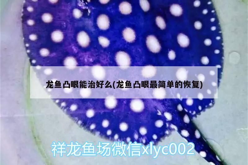 龍魚(yú)凸眼能治好么(龍魚(yú)凸眼最簡(jiǎn)單的恢復(fù))