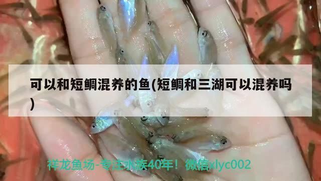 可以和短鯛混養的魚(短鯛和三湖可以混養嗎) 可以和短鯛混養的魚(短鯛和三湖可以混養嗎) 觀賞魚百科 第3張