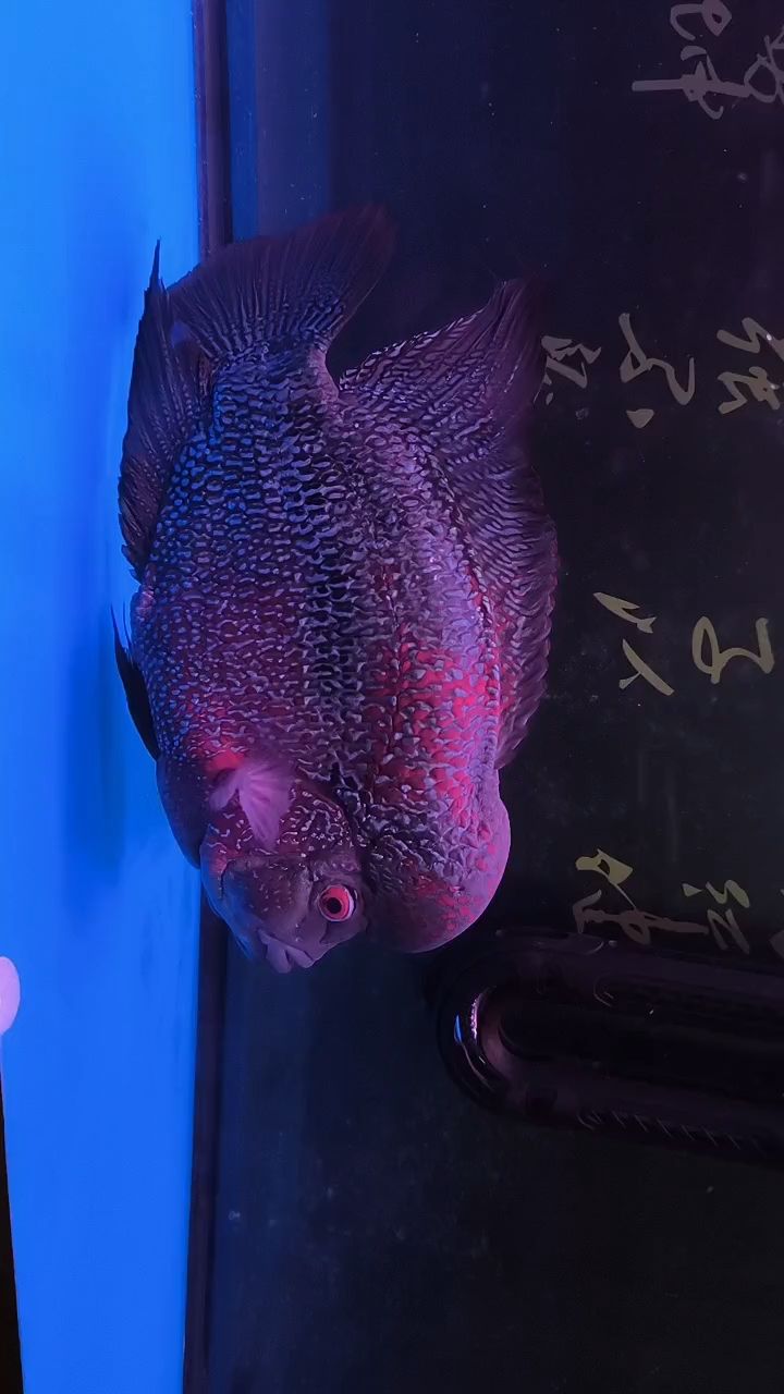 [aoman][aoman]這是啥操呢[haha][haha]